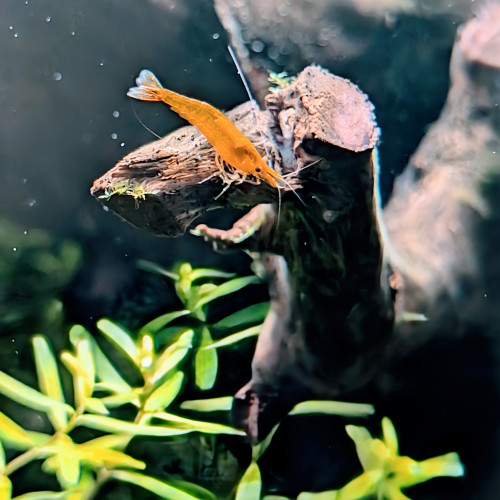 Crevette Orange Neocaridina