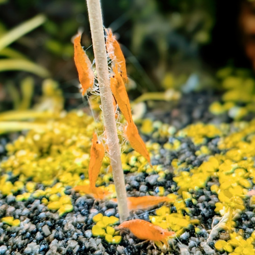 Crevette Orange Neocaridina