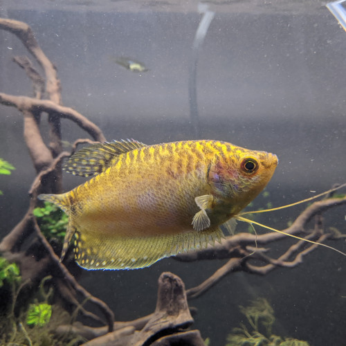 Donne Gourami gold mâle 12 cm (sauvetage)