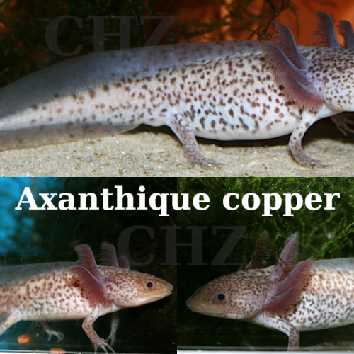 Axolotl axanthique Copper