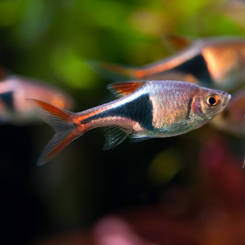 8 rasbora arlequin (Trigonostigma heteromorpha )