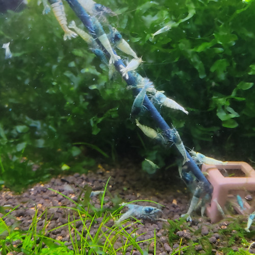 Crevettes caridina et Néocaridina