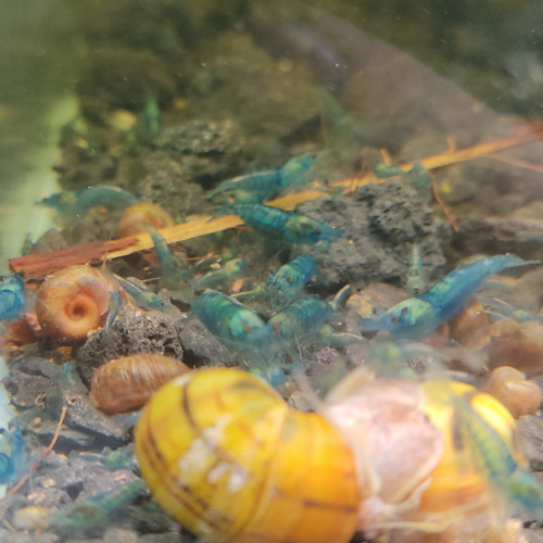 Crevettes caridina et Néocaridina