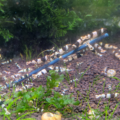 Crevettes caridina et Néocaridina