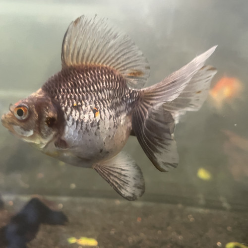 Poissons japonais oranda