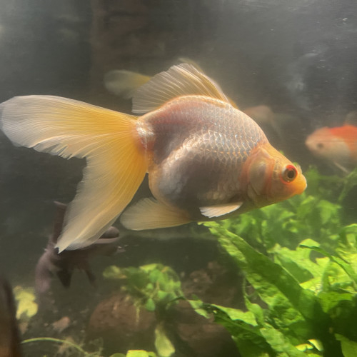 Poissons japonais oranda