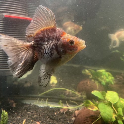 Poissons japonais oranda