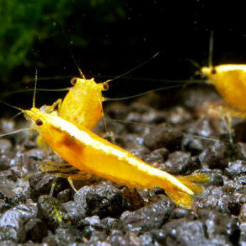 Crevettes Yellow Neon Fire