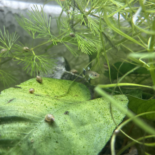 vente de poissons