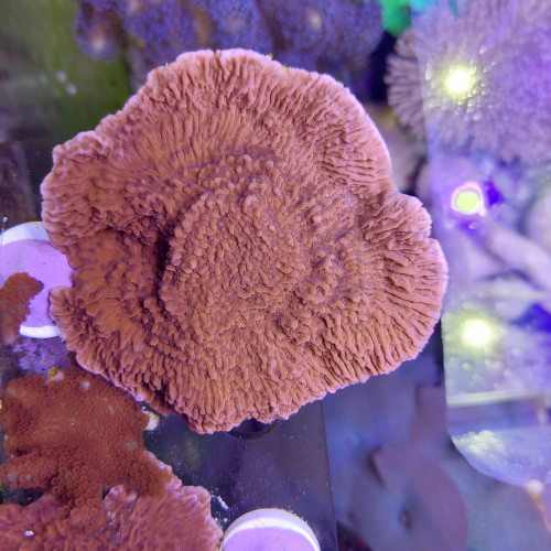 Montipora plateau rouge