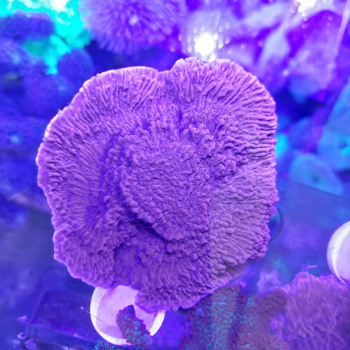 Montipora plateau rouge