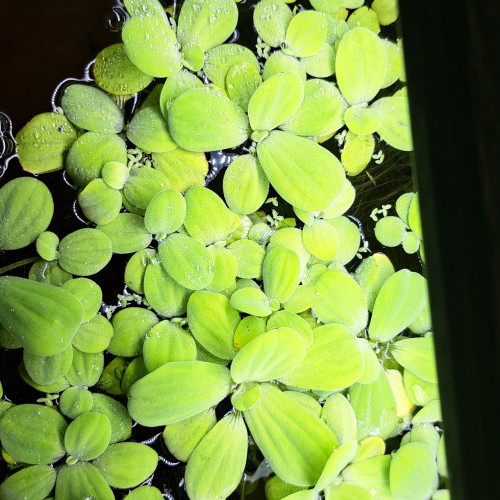 Vends pistia nénuphars d'aquarium