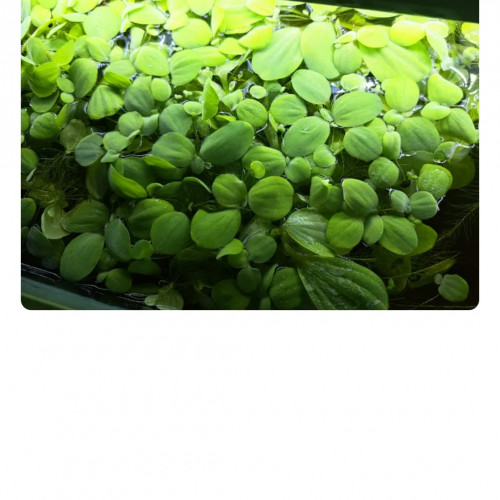 Vends pistia nénuphars d'aquarium