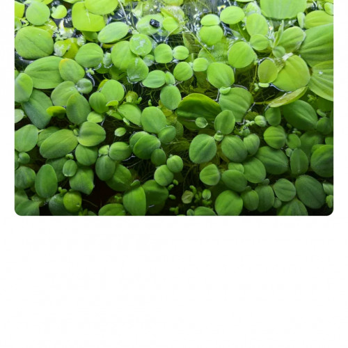 Vends pistia nénuphars d'aquarium