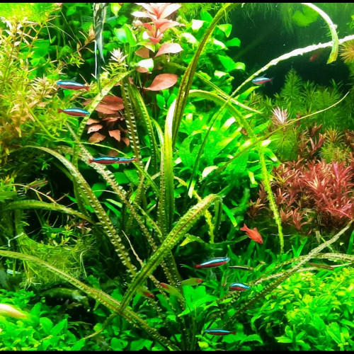 PLANTE AQUARIUM