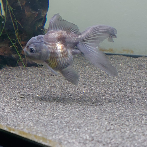 Poisson Japonais Oranda