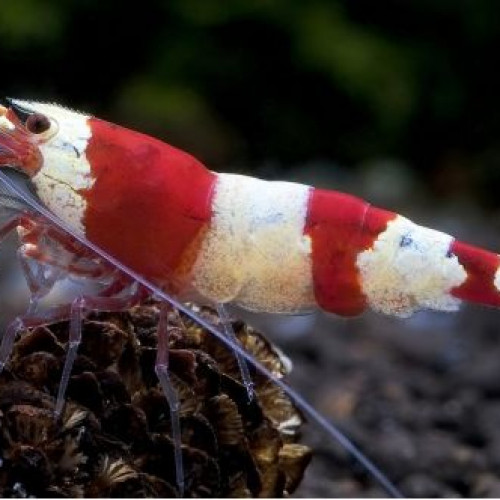 Caridina Cantonensis