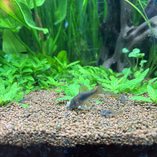 Corydoras bronze