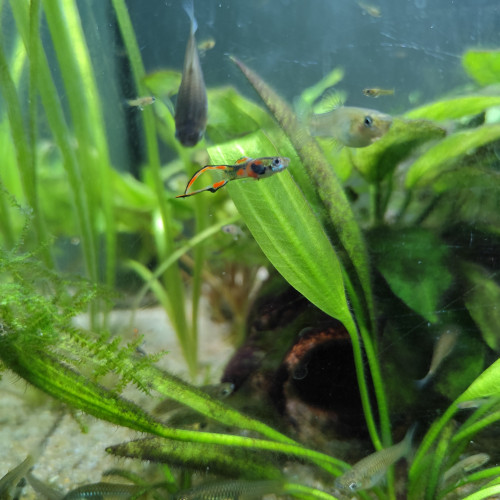 Guppy endler Poecilia wingei mâles femelles alevins