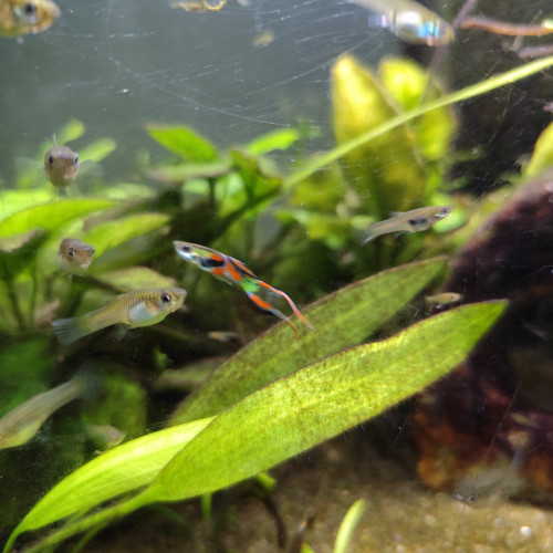 Guppy endler Poecilia wingei mâles femelles alevins