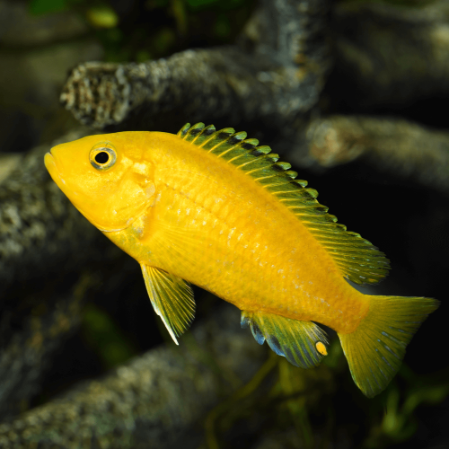 Labidochromis toutes taille