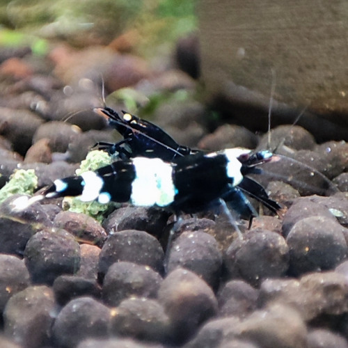 caridina  king kong panda