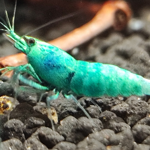 caridina  blue bolt deep haut grade