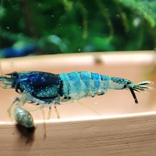 caridina  crazy blue  belle souche