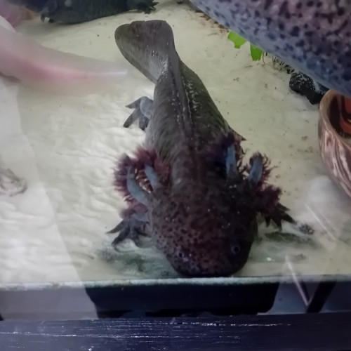 axolotl