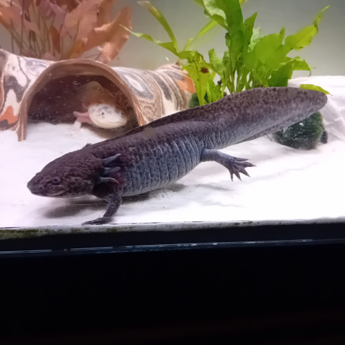 axolotl