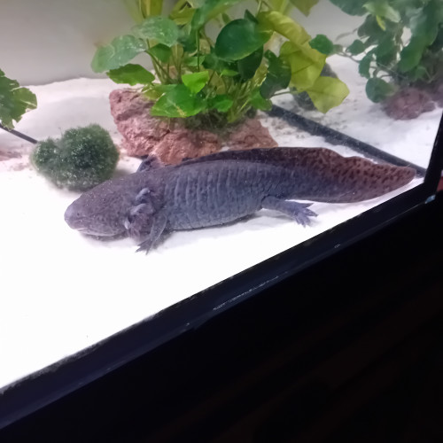 axolotl