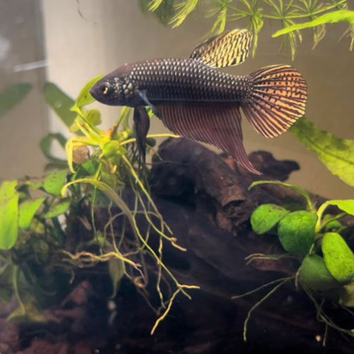 Bettas smaragdina copper