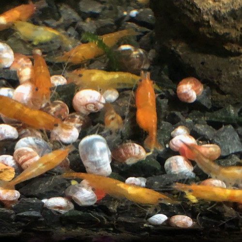 Crevettes neocaridina “ Orange “