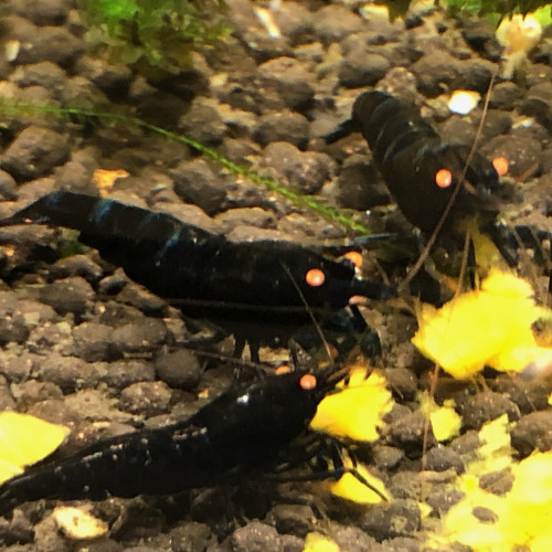 Crevettes caridina “ Ryal Blue Tiger Orange Eyes “