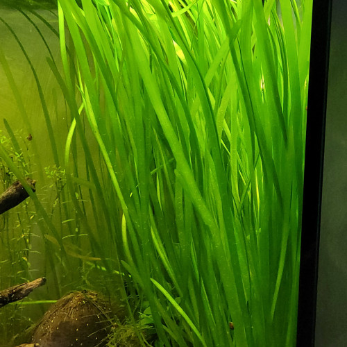 Vallisneria spiralis