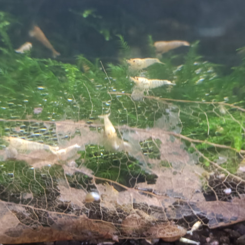 Caridina Snow white