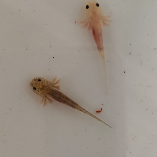 À réserver axolotls