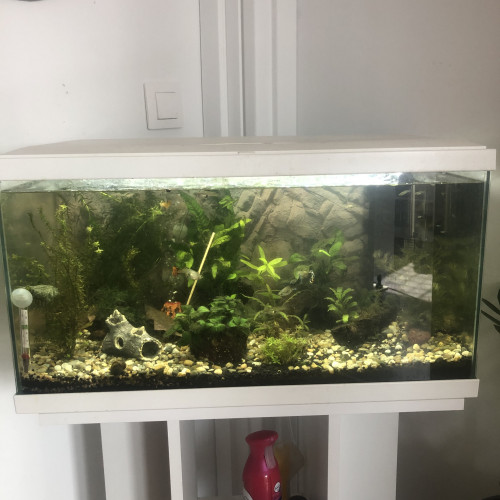 Aquarium 60l équipé + meuble