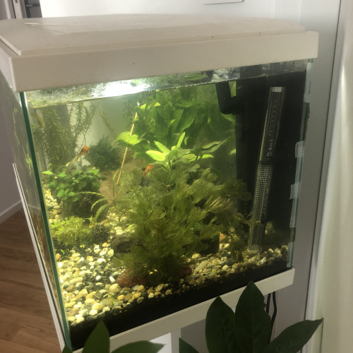 Aquarium 60l équipé + meuble