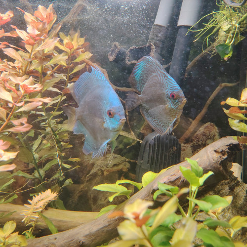 Vends discus groupe de 6