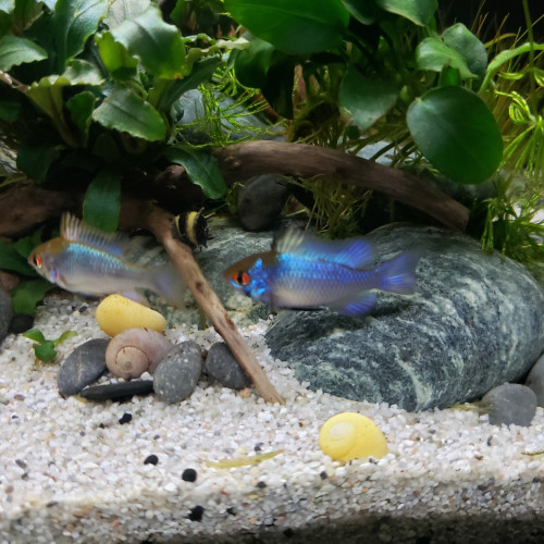 Ramirezi bleu électrique + Rasbora Espei