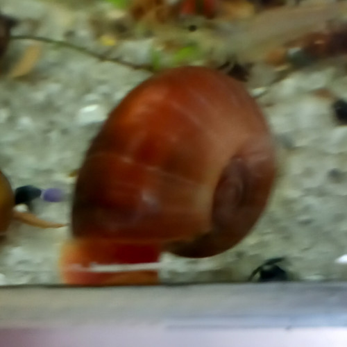 Escargots d aquarium