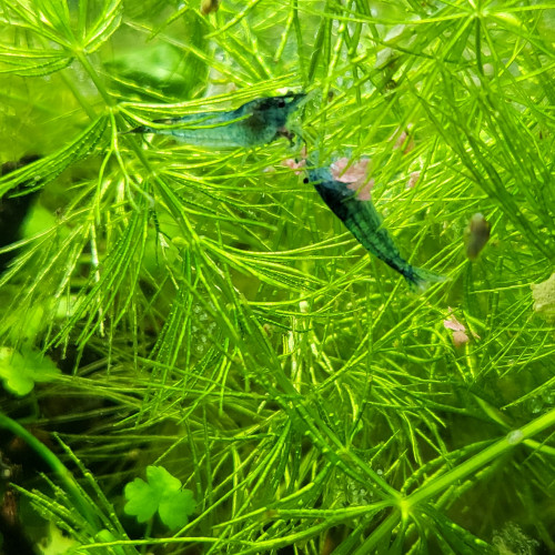 Crevettes neocaridina davidi blue dream