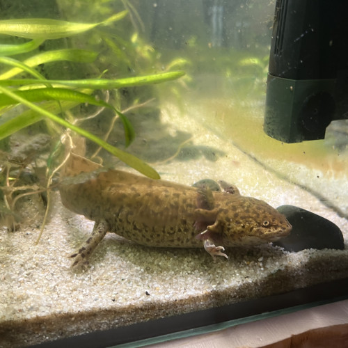 3 axolotls adultes