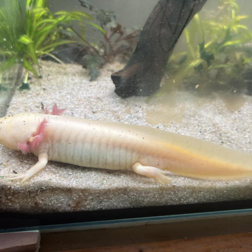 3 axolotls adultes