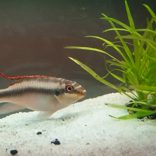 Pelvicachromis pulcher