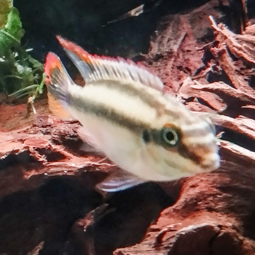 Pelvicachromis pulcher