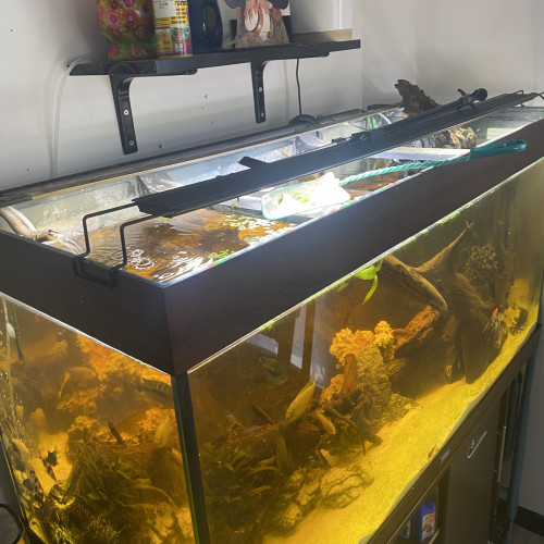 Aquarium 350l et son meuble