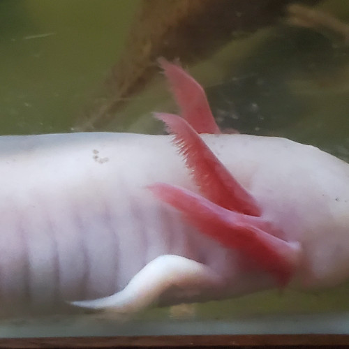 Axolotls