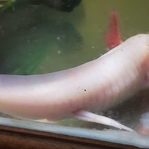 Axolotls